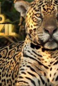 Постер Сериала Дикая Бразилия