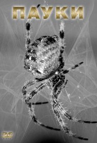 Постер Фильма Пауки