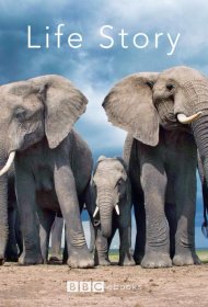 Постер Сериала История жизни (мини–сериал 2014)