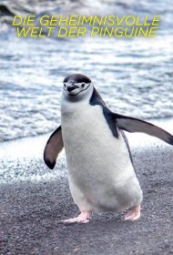 Постер Сериала Секреты пингвинов