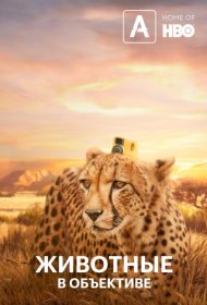 Постер Сериала Животные с объективом